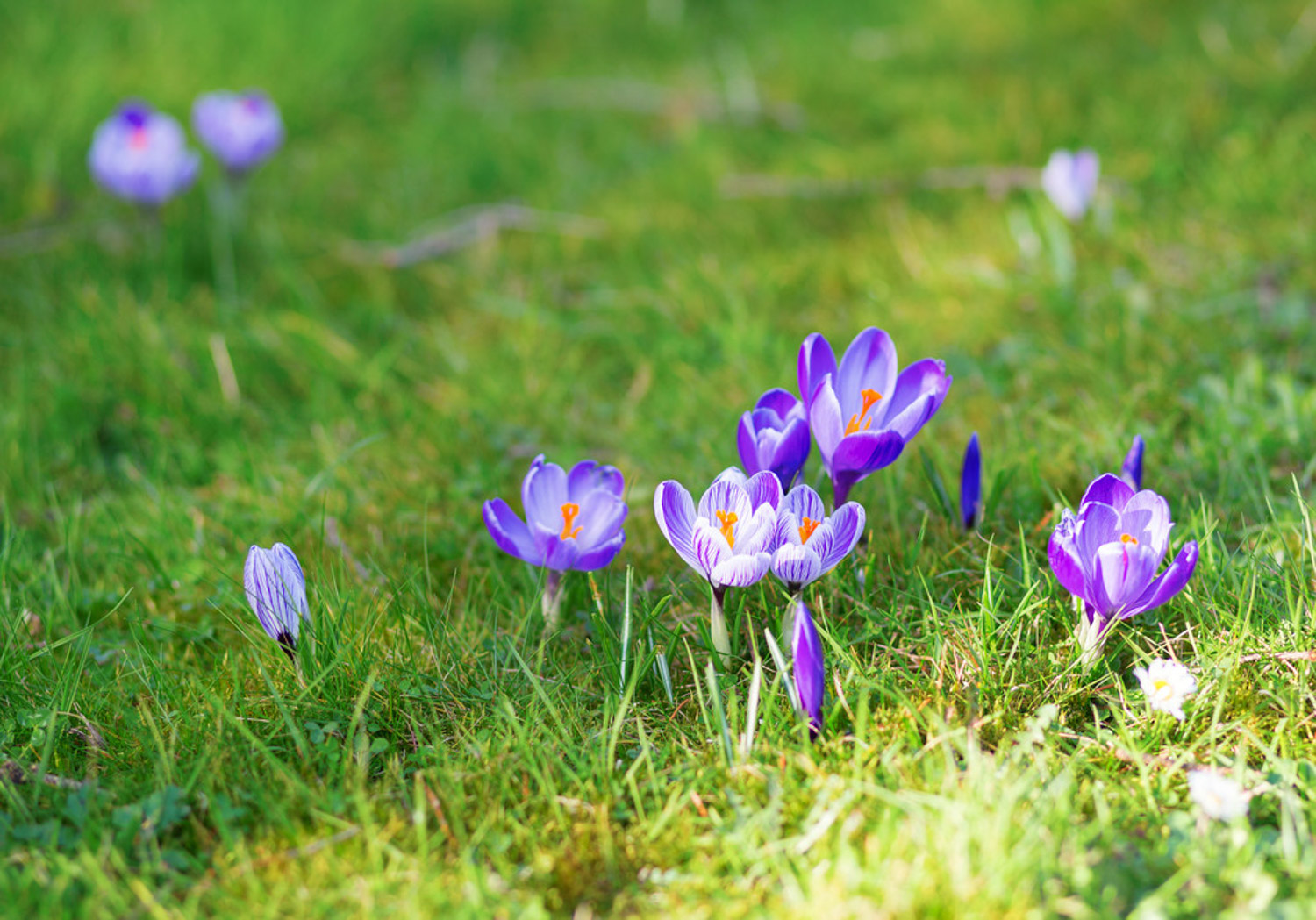 crocus sativus