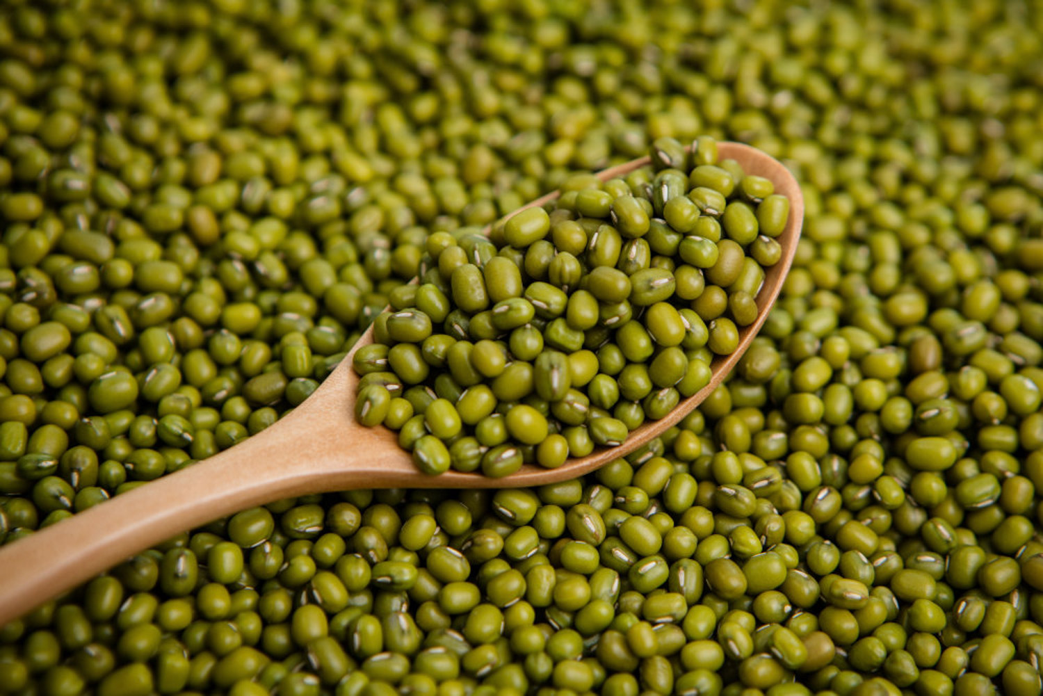 Mung bean