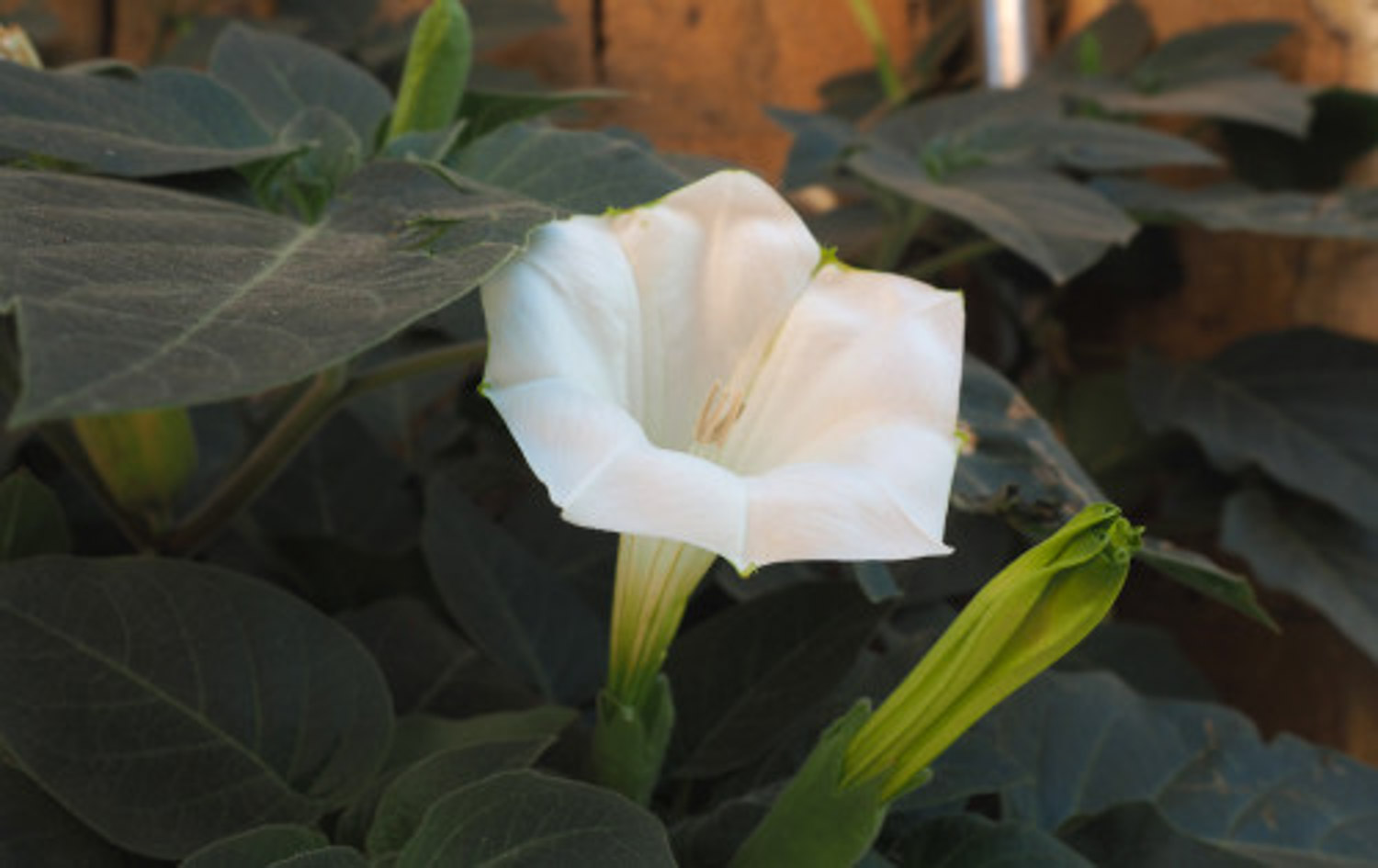 datura