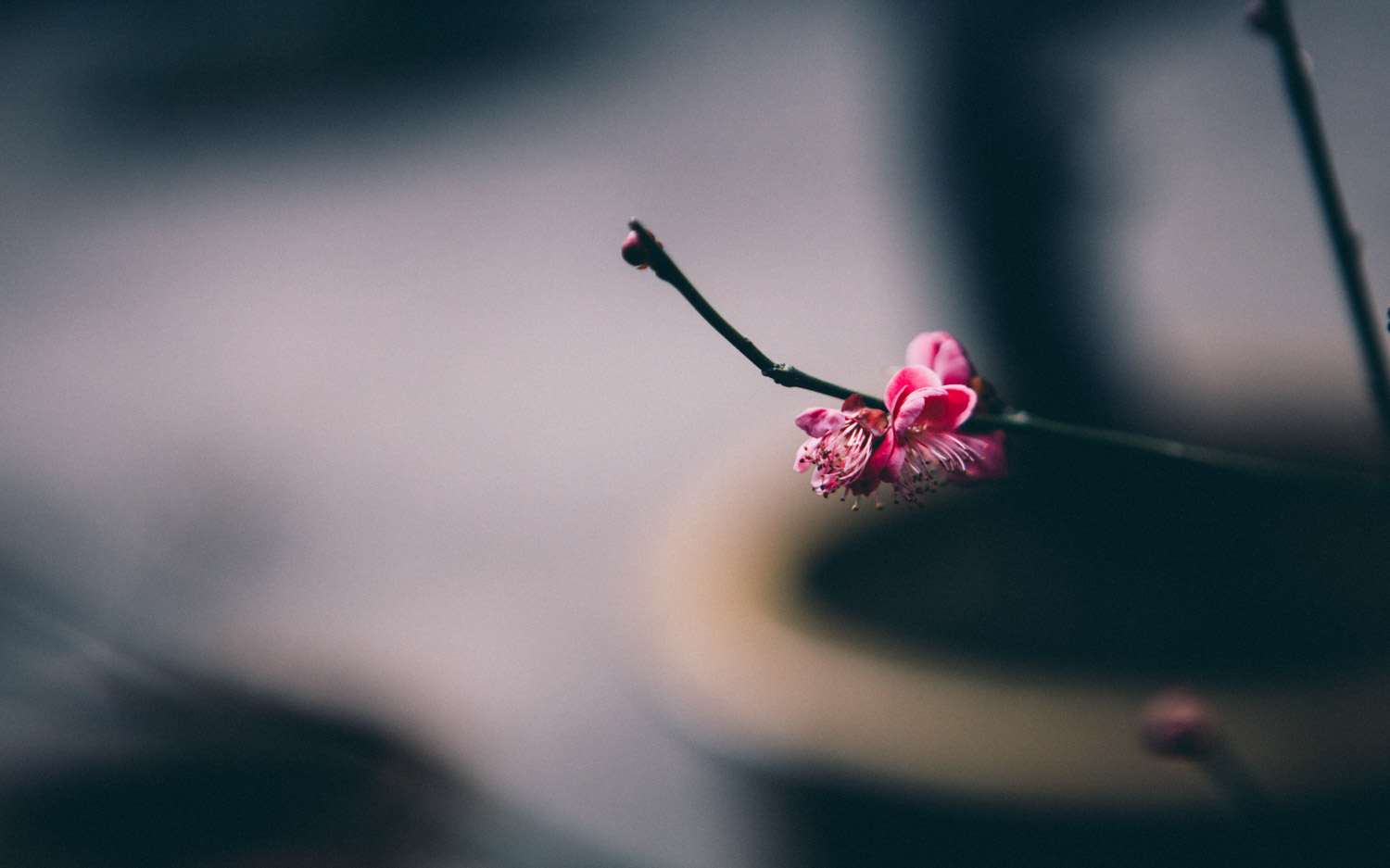 Plum blossom