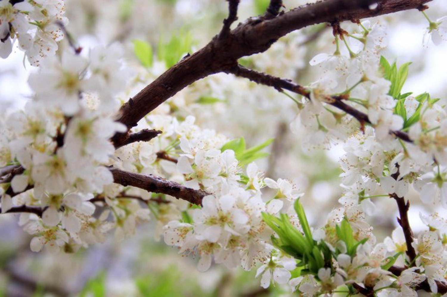 Plum blossom