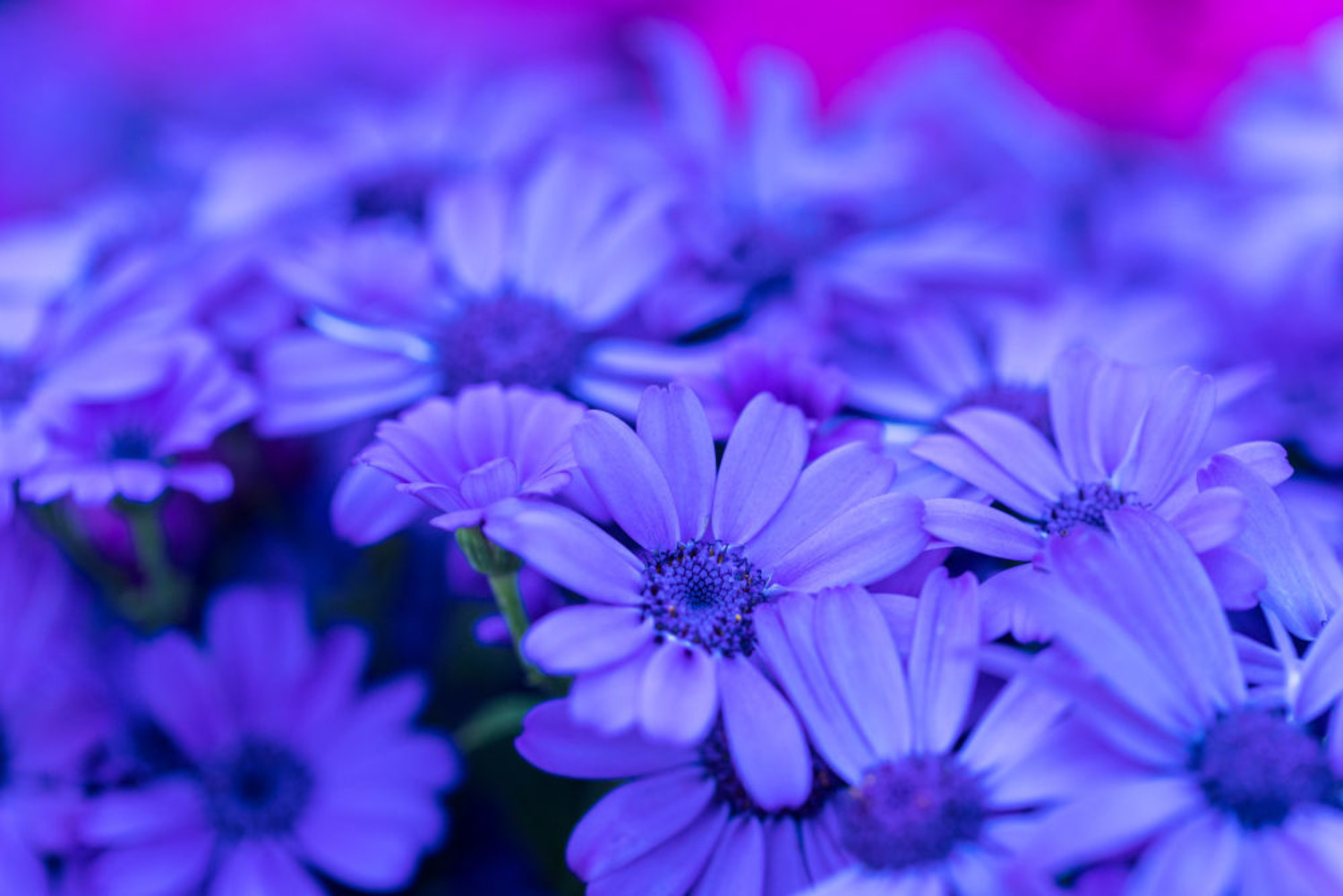 cineraria