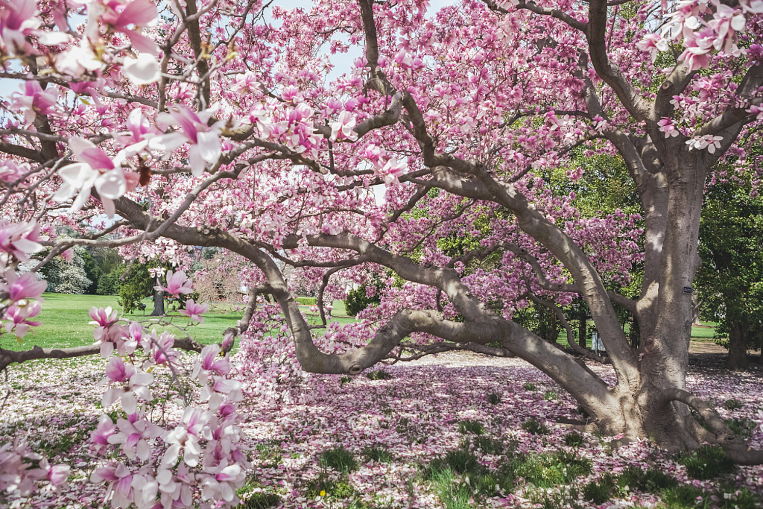 a magnolia