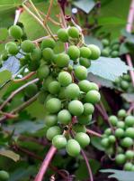 How to deal with potted grapes in winter and how to overwinter