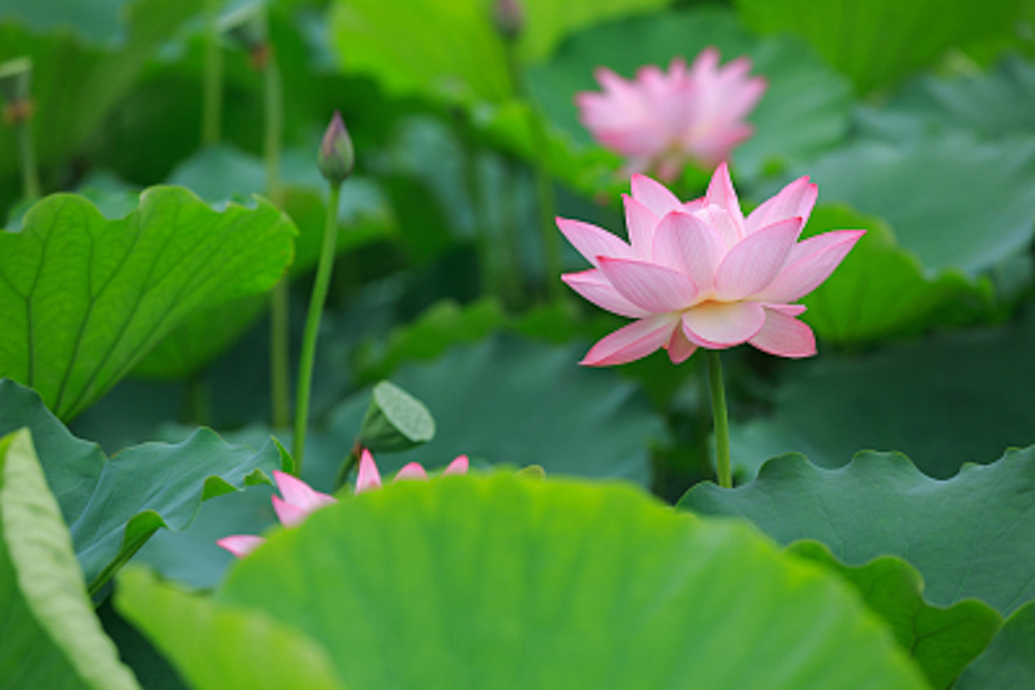 Lotus