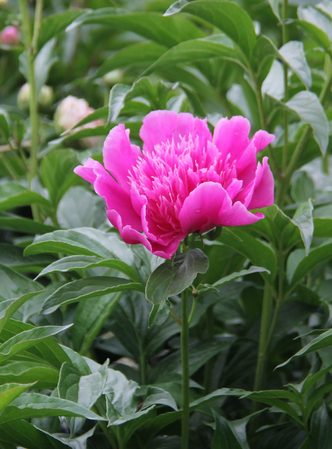 Chinese herbaceous peony