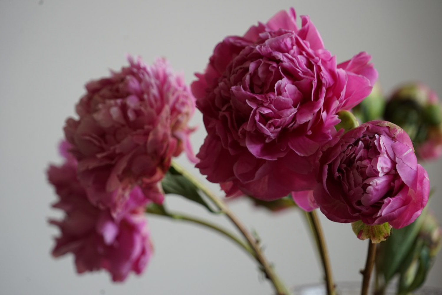 Chinese herbaceous peony