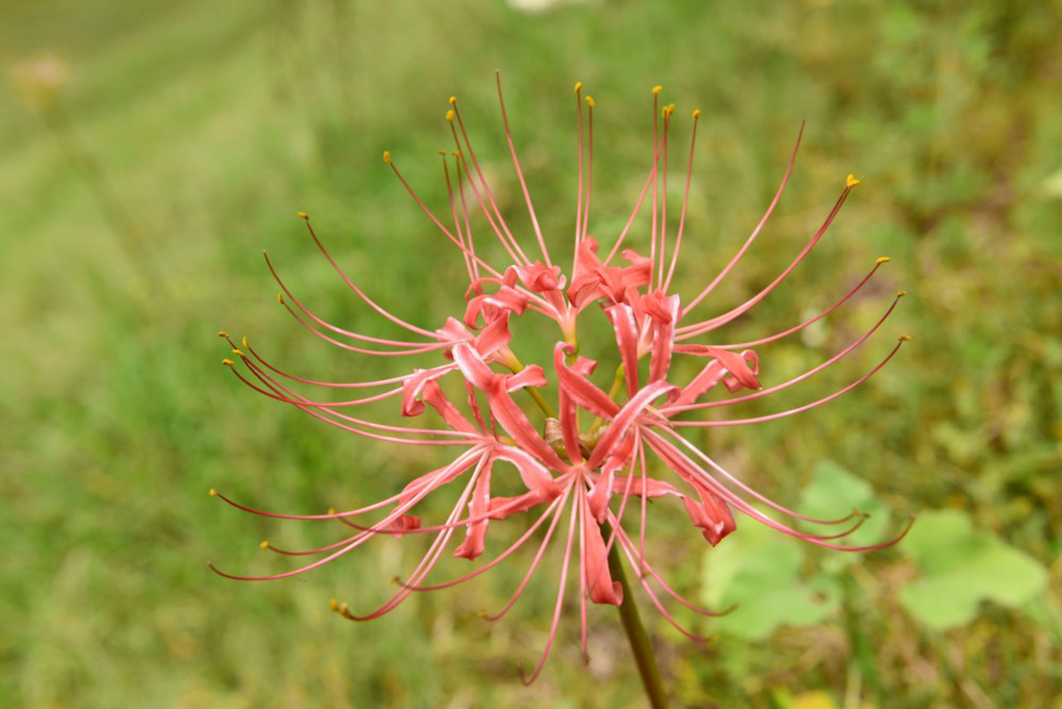 Lycoris radiata