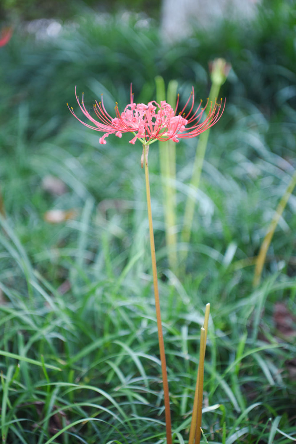 Lycoris radiata