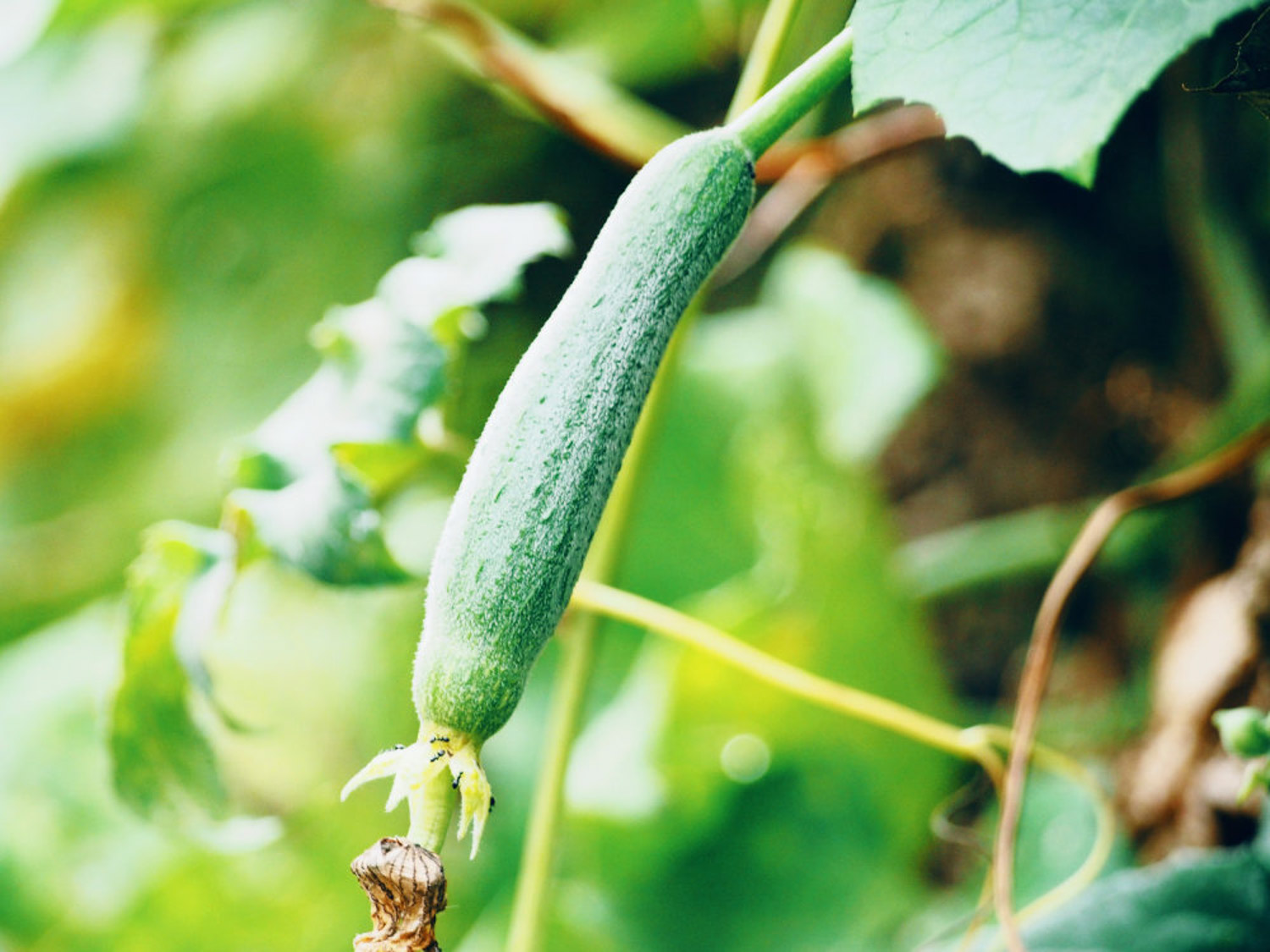 Towel gourd