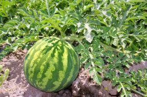 how late in the summer can you plant tomatoes