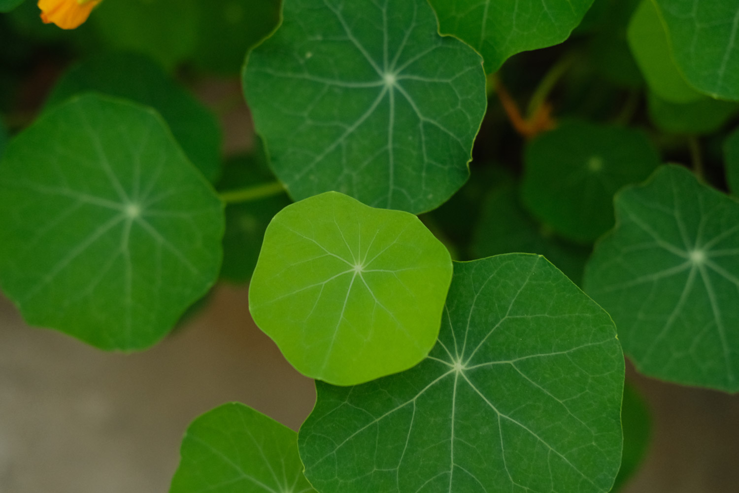 garden nasturtium