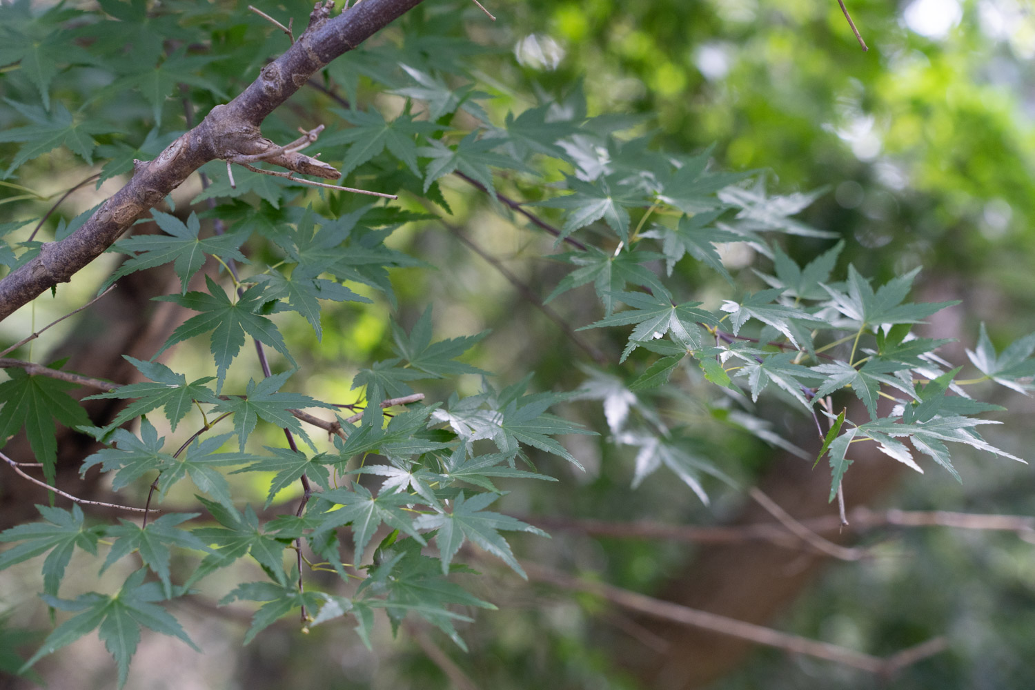 red maple