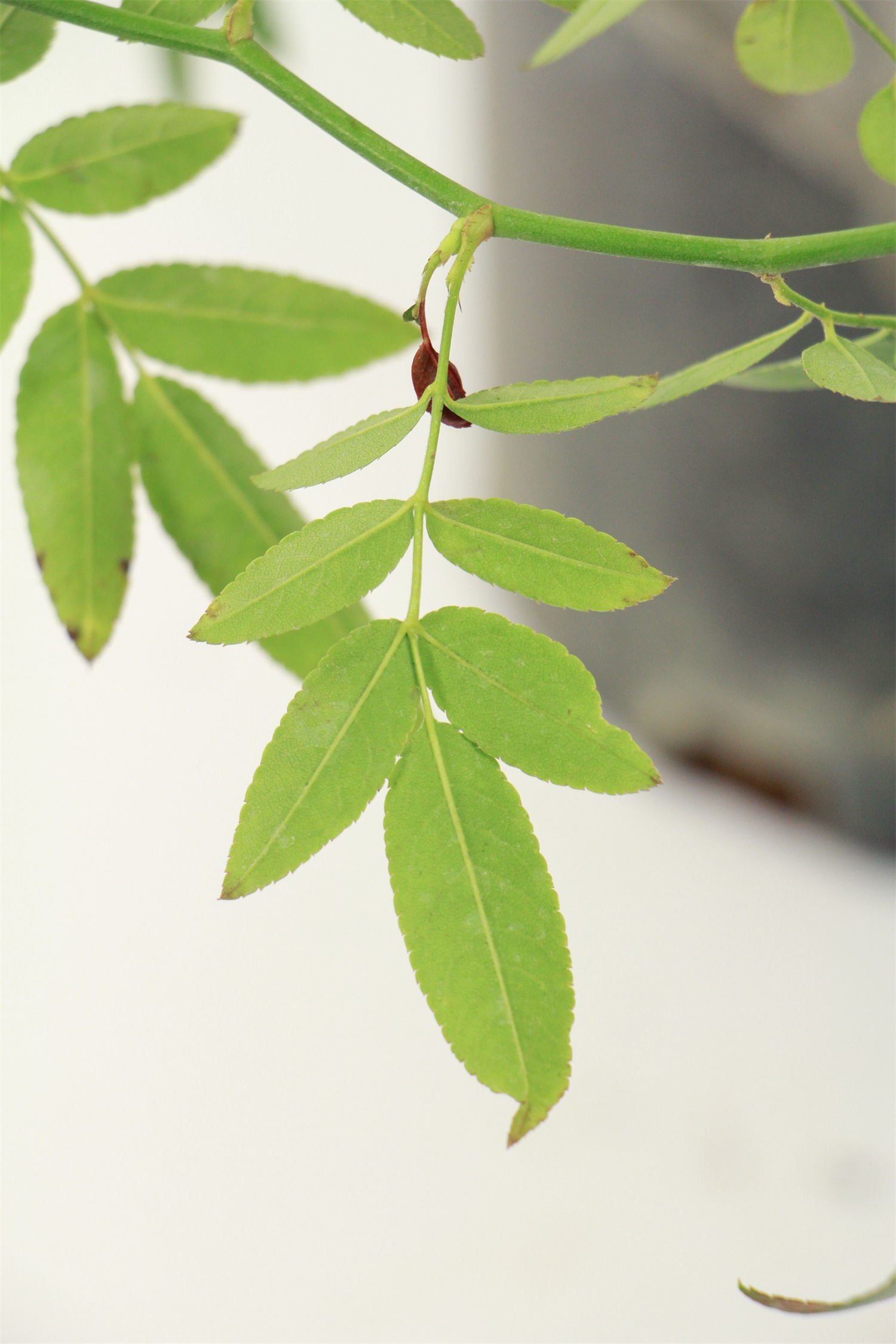 Mahogany incense