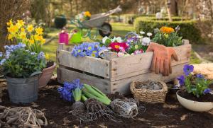 when to plant garlic cloves in pots