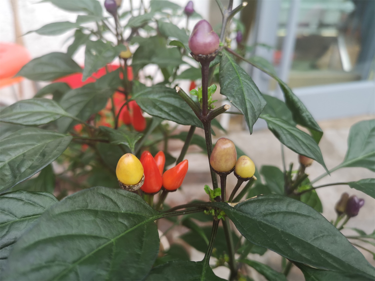 Ornamental Pepper