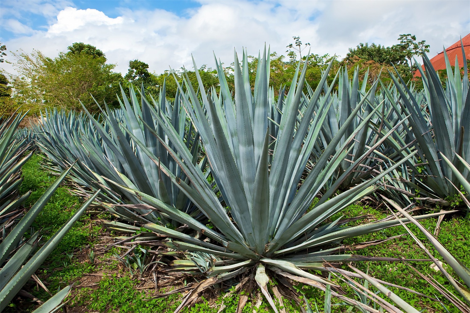 agave