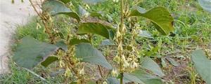 Breeding methods and precautions of Polygonum cuspidatum