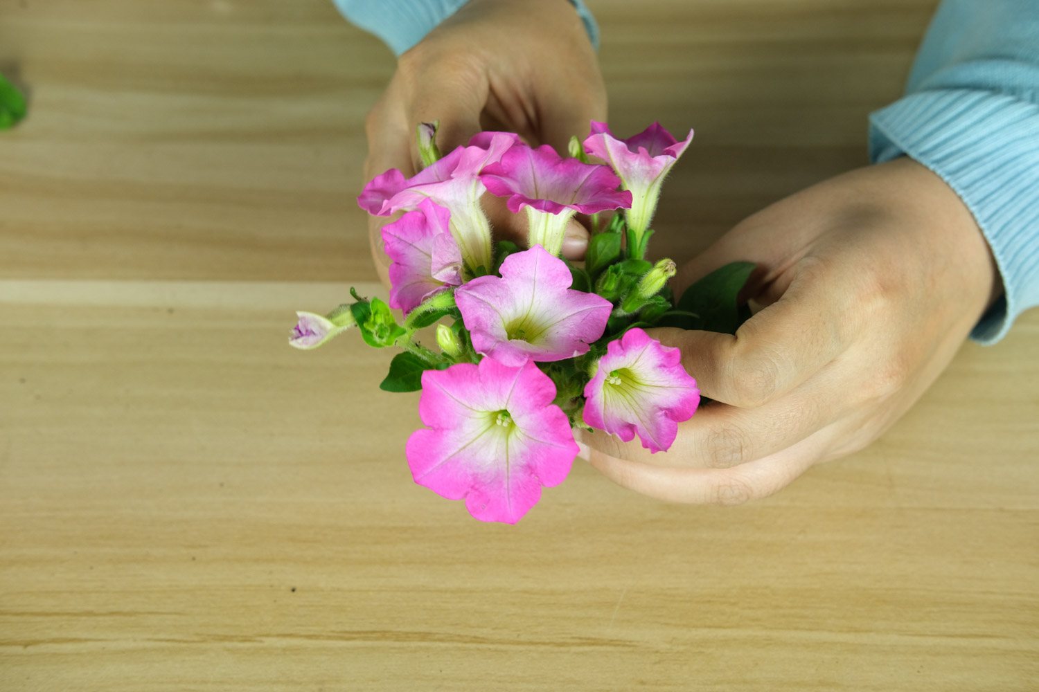 Petunia hybrida