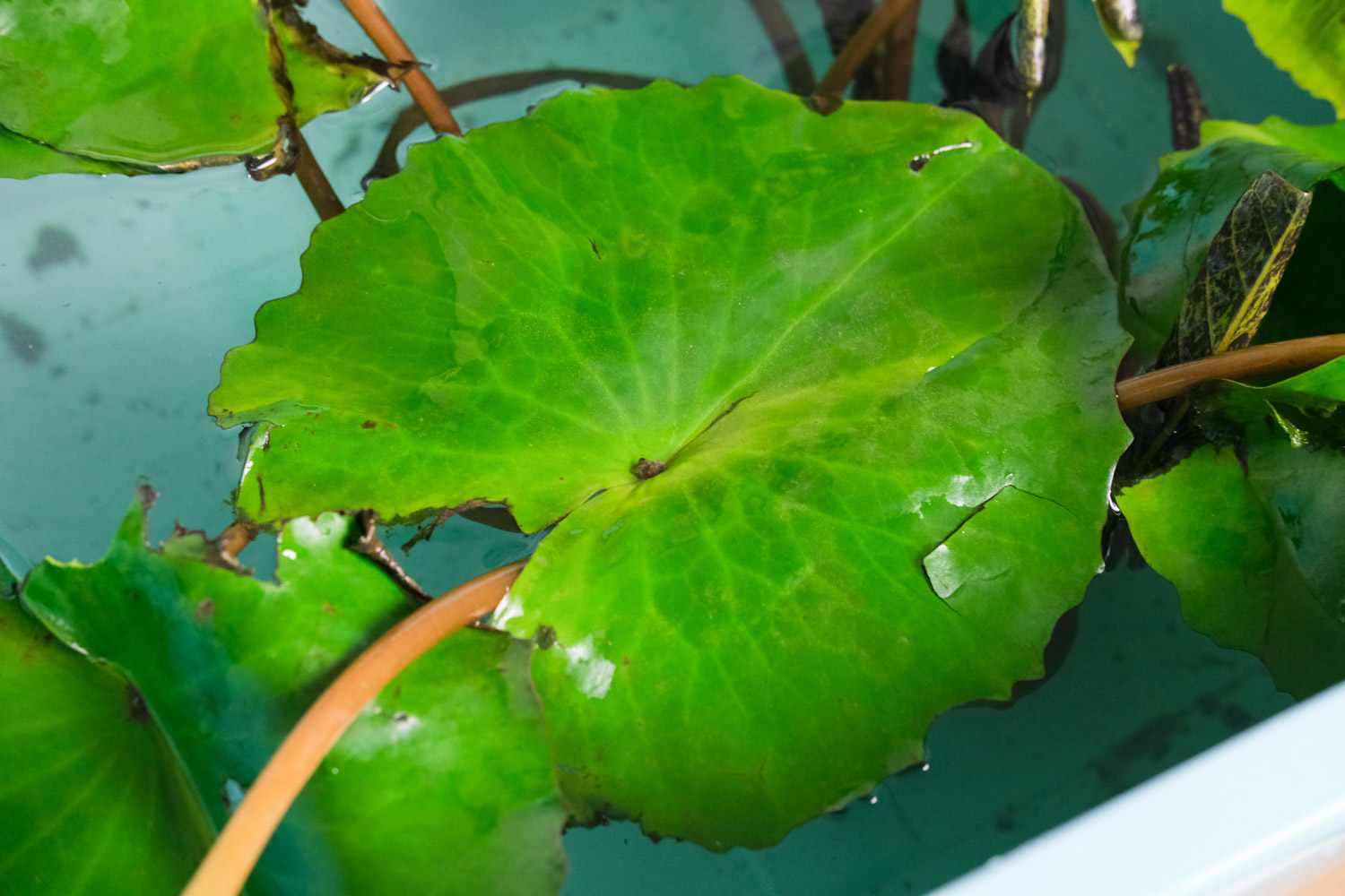 Water lilies