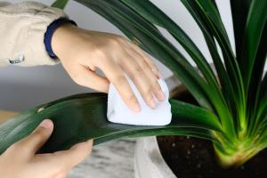 how often should you water plants with miracle grow