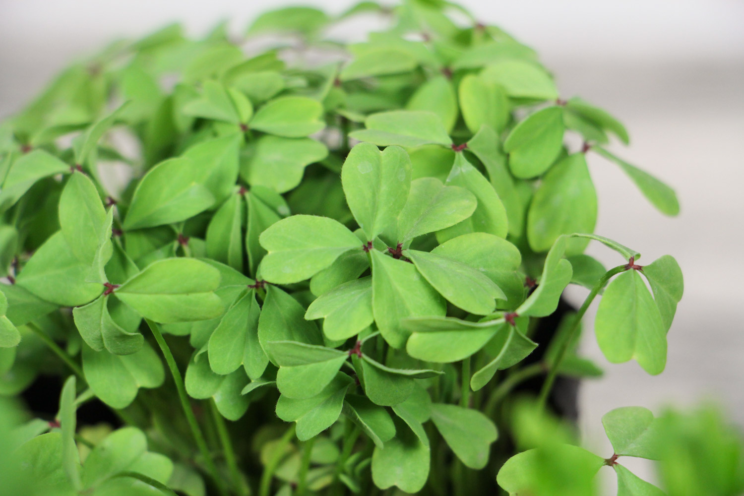 creeping oxalis