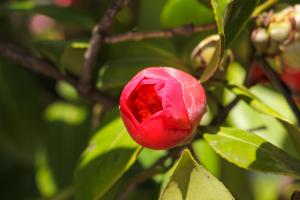 how to plant amla tree in tamil nadu