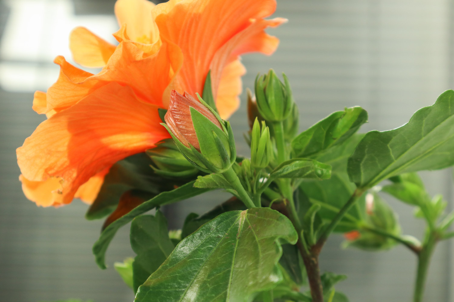 Hibiscus rosa sinensis