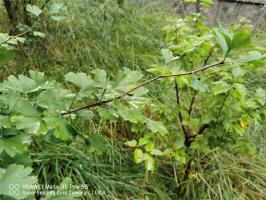 how to plant balayong tree