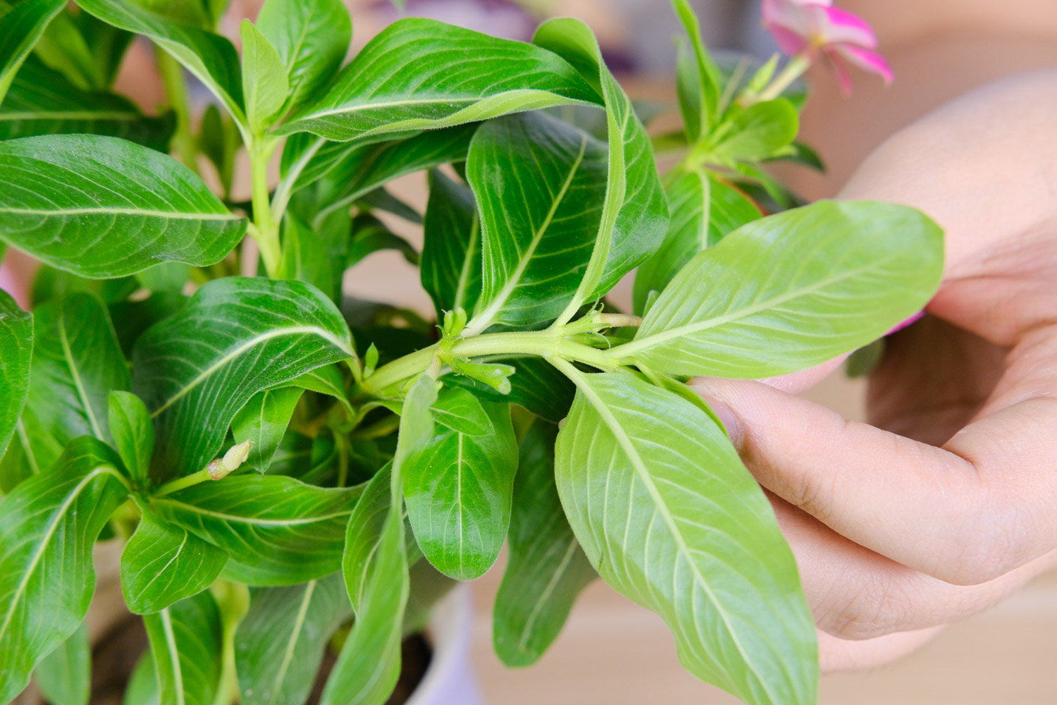 Madagascar rosy periwinkle