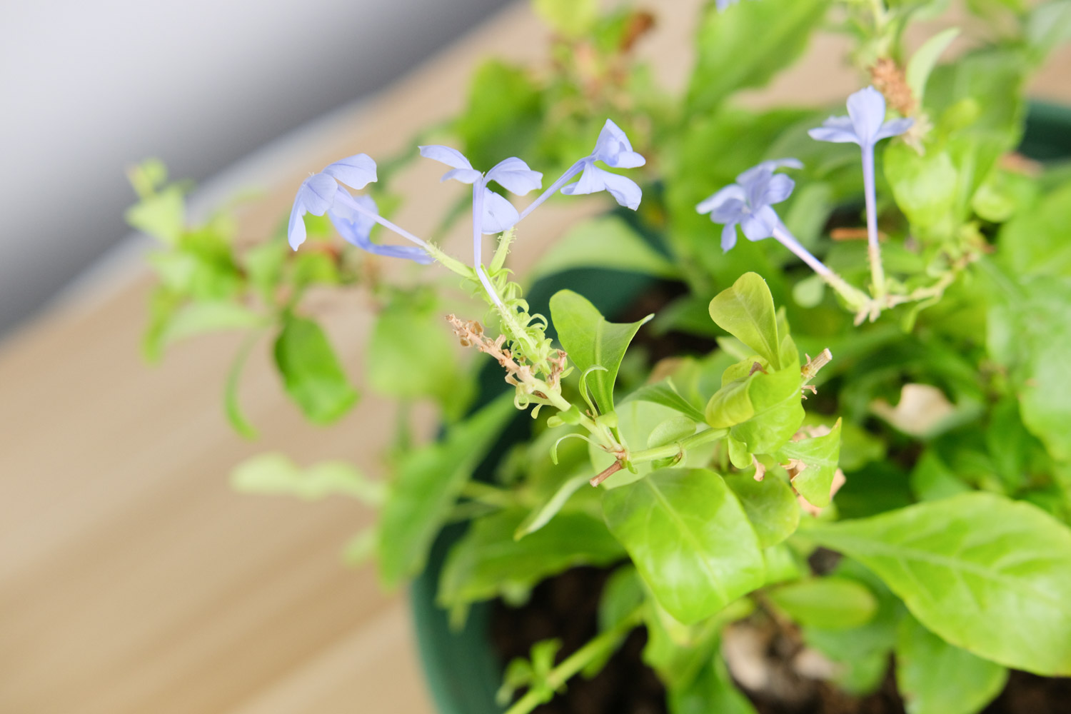 Plumbago Auriculata