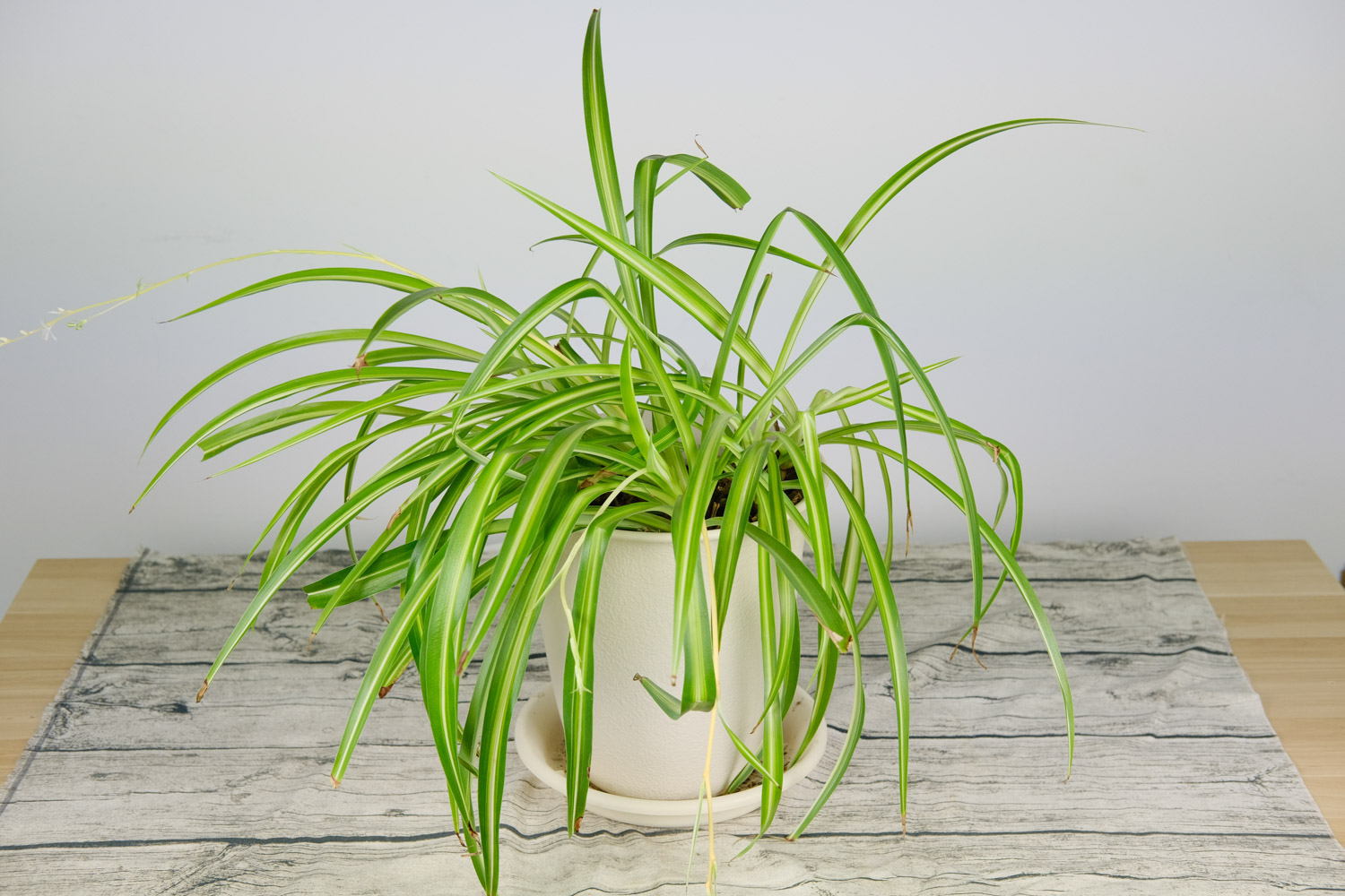 Chlorophytum