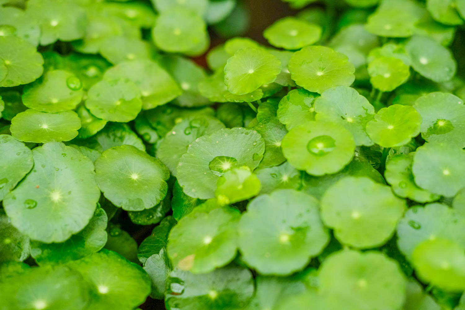 HYDROCOTYLE