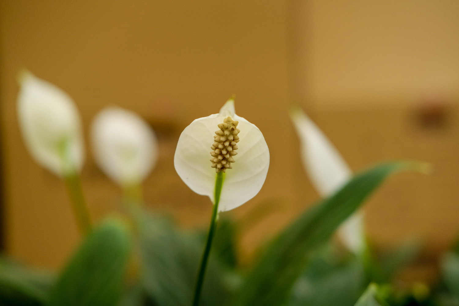 Spathiphyllum