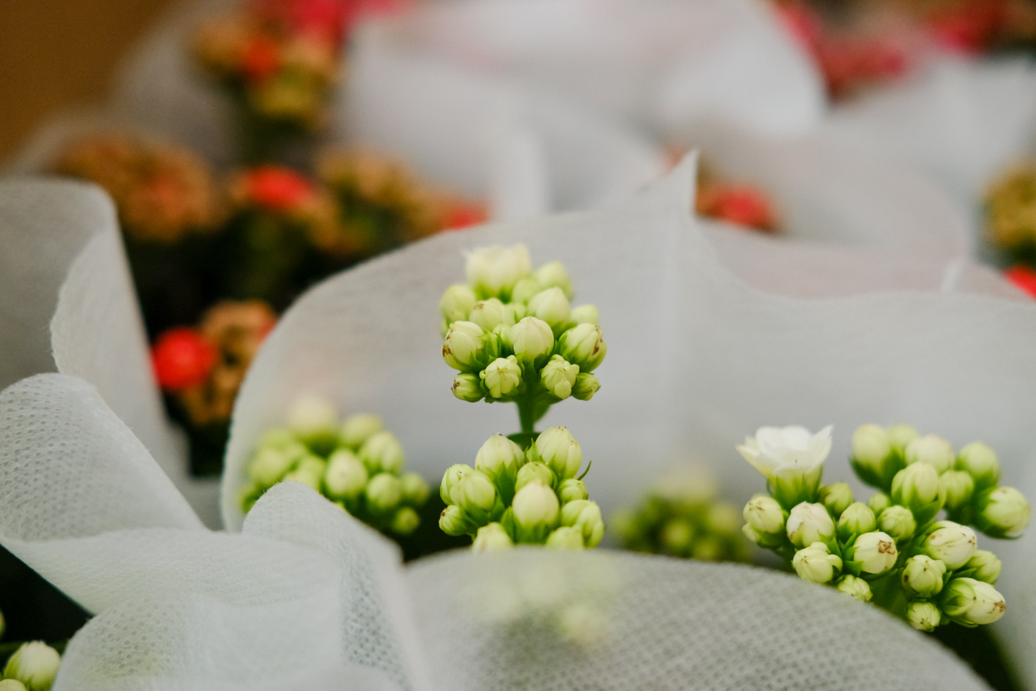 Longevity flower