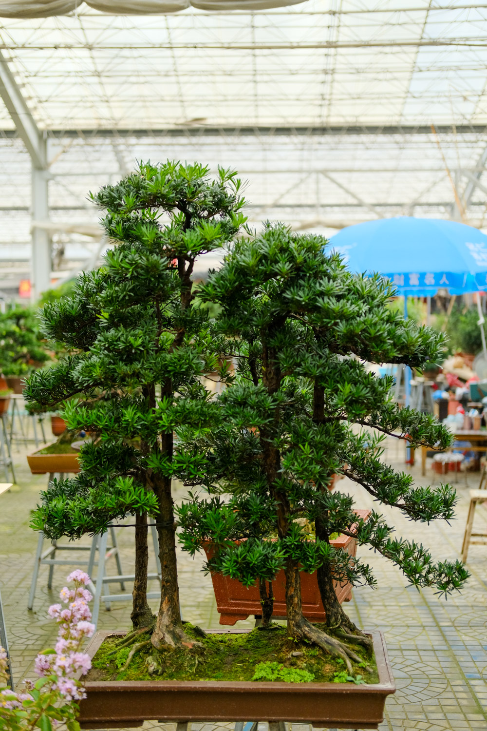 Podocarpus