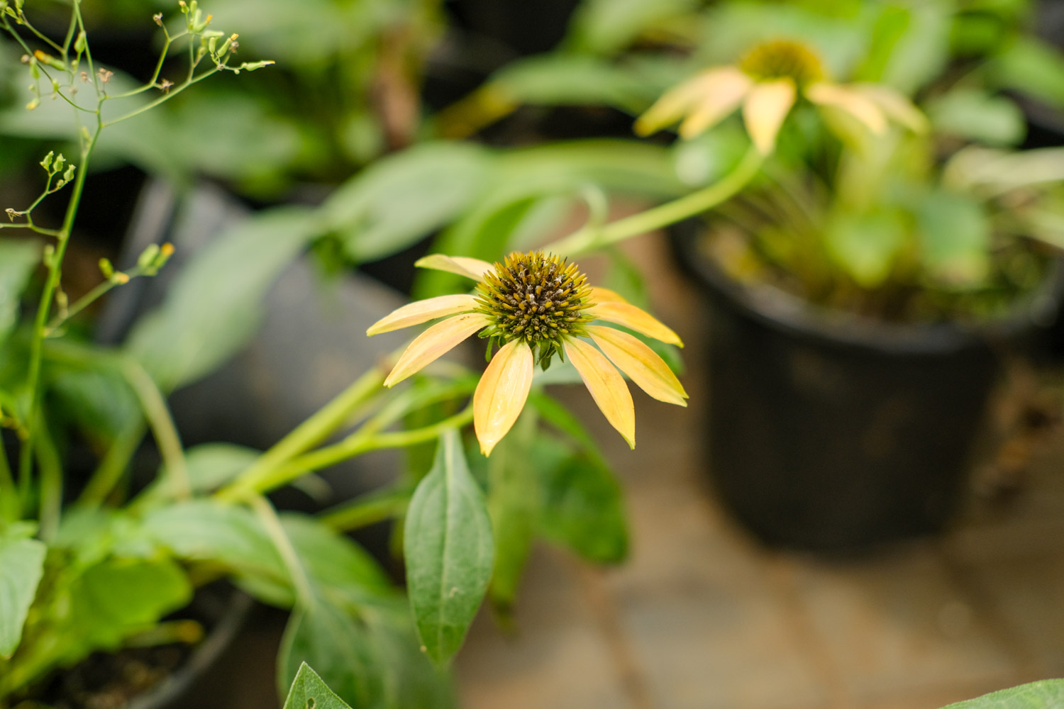 echinacea 