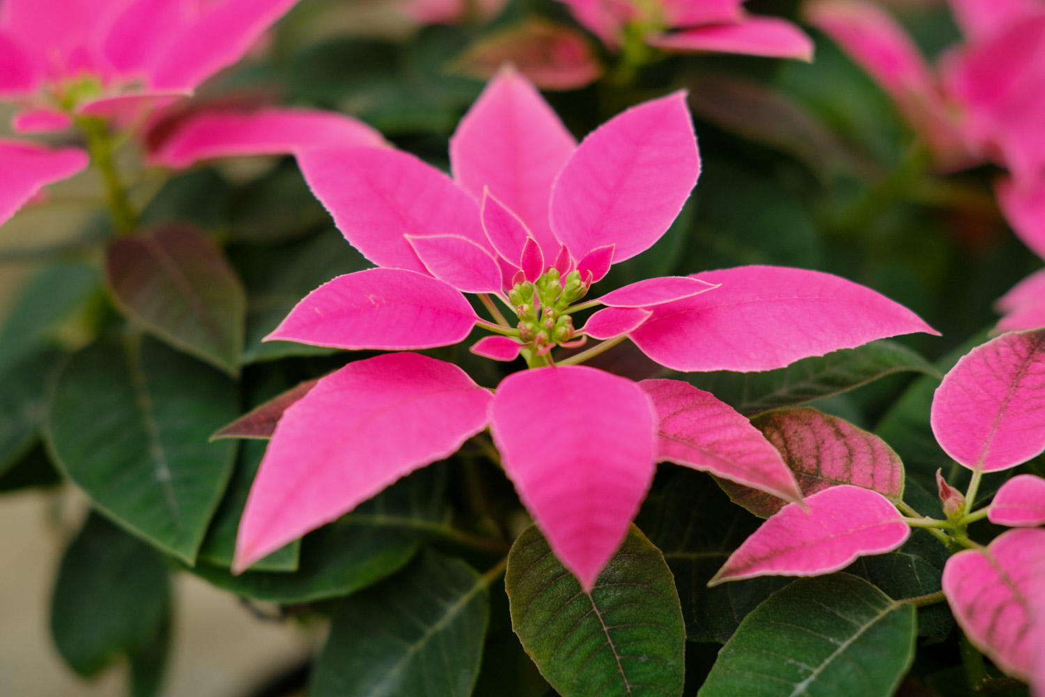 poinsettia