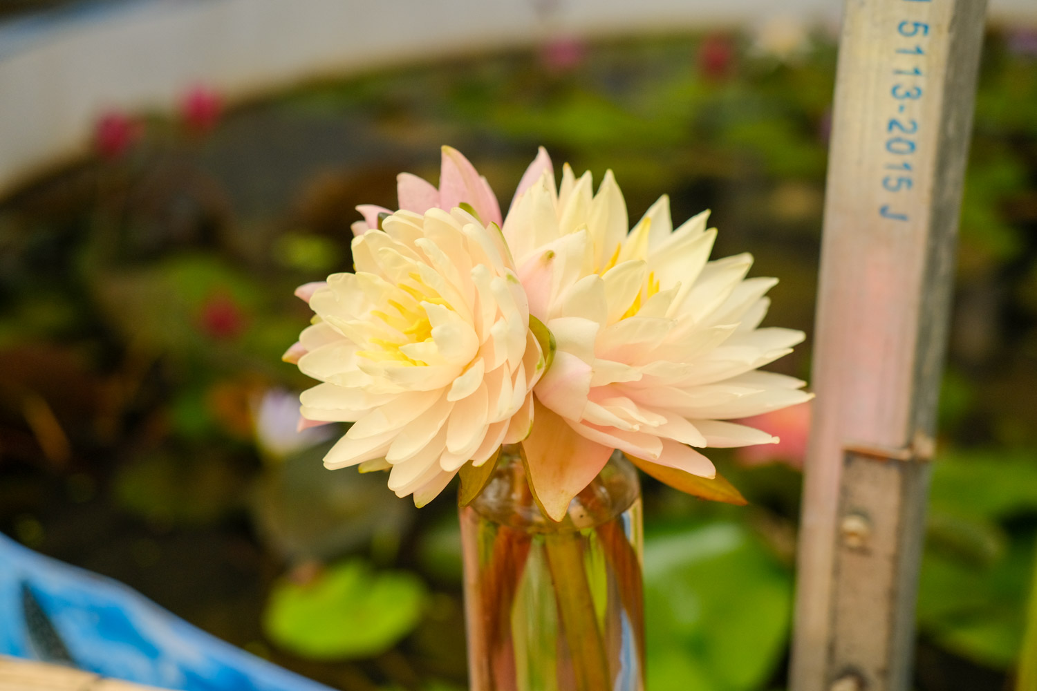 Water lilies