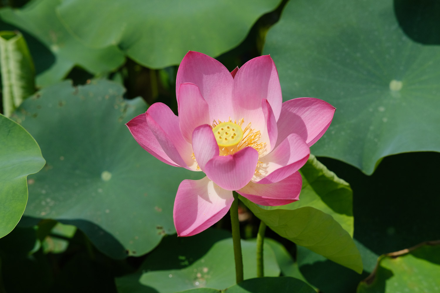 Lotus