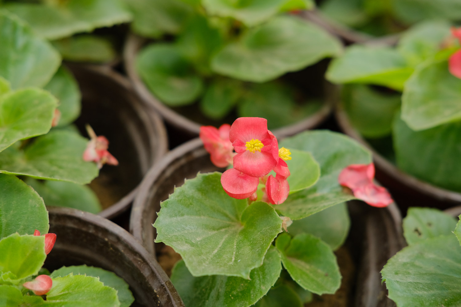 Begonia semperflorens