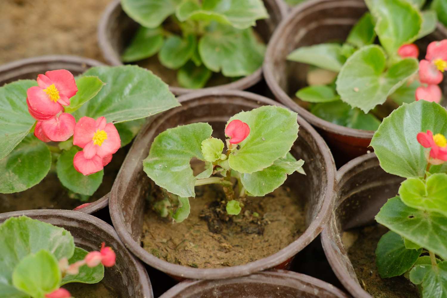 Begonia semperflorens