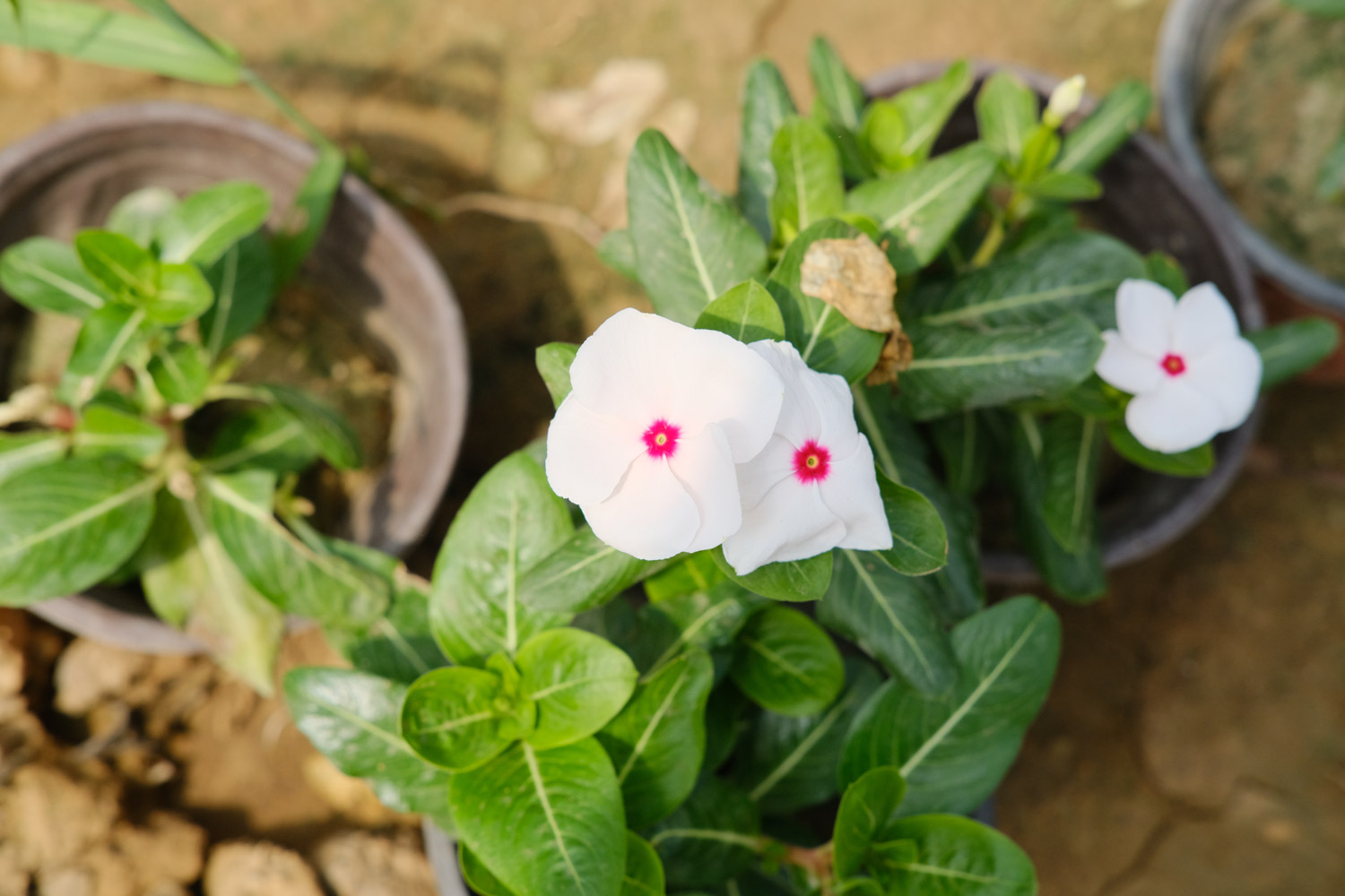 Madagascar rosy periwinkle