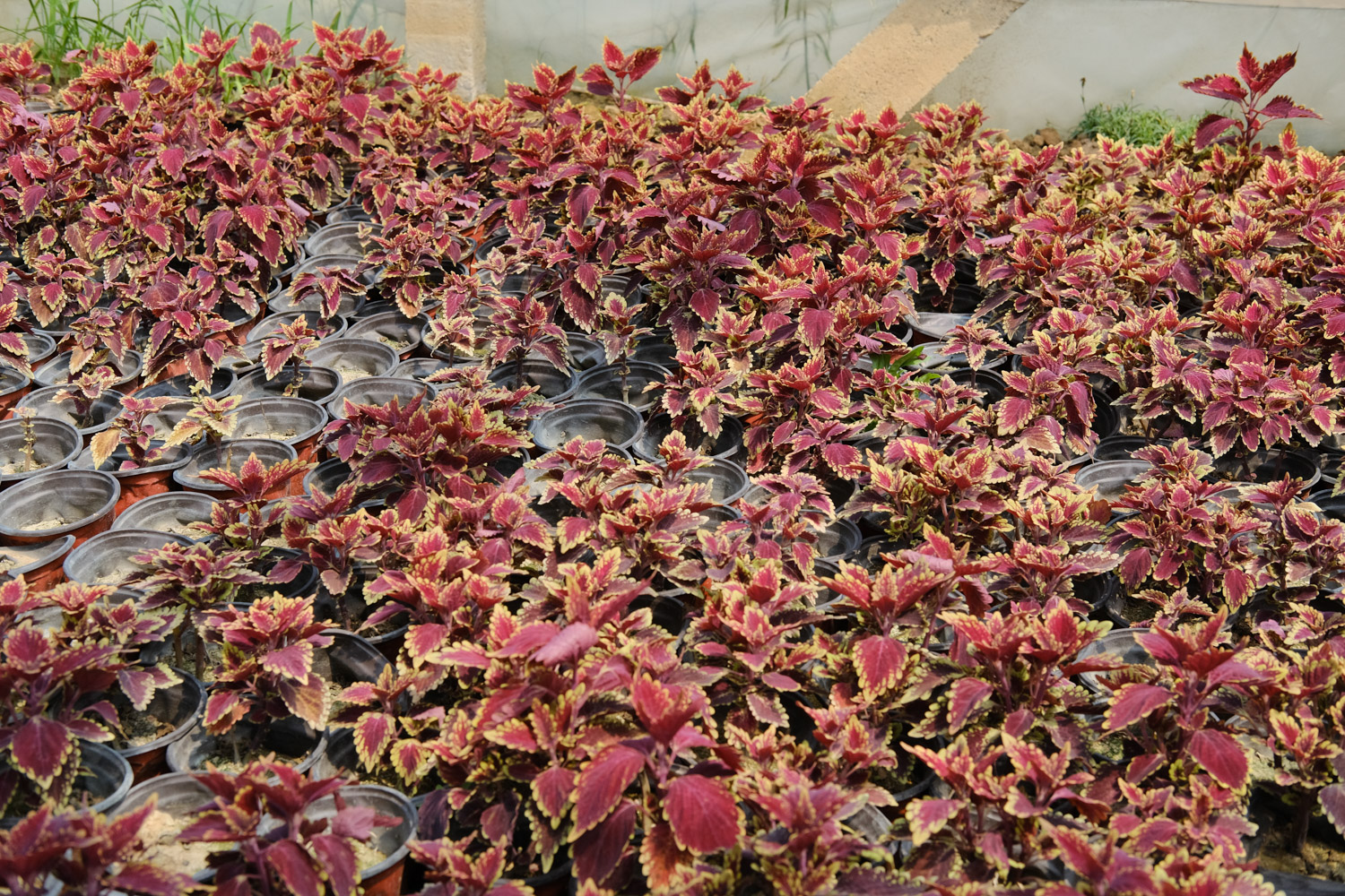 Coleus