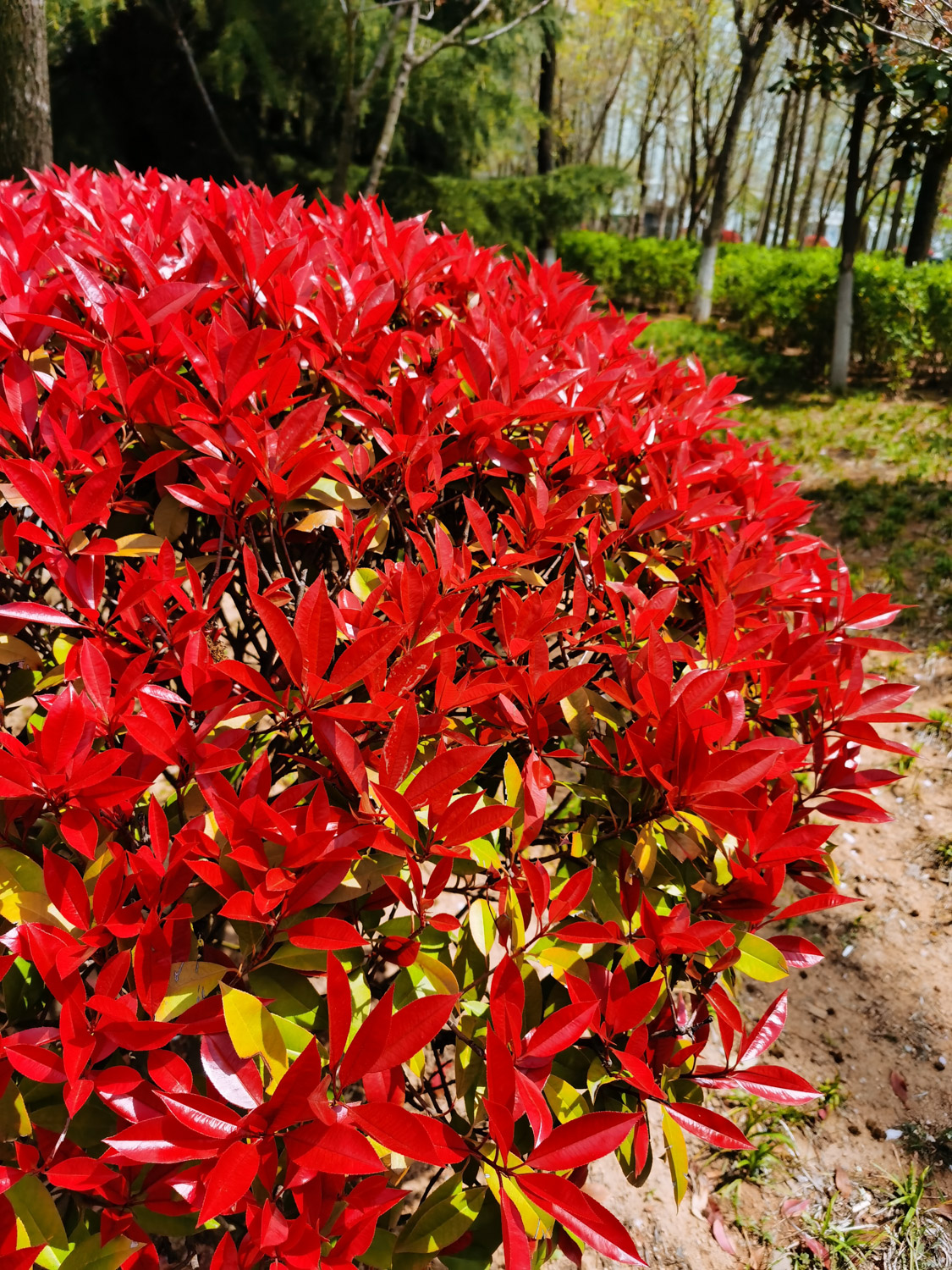 Chinese photinia