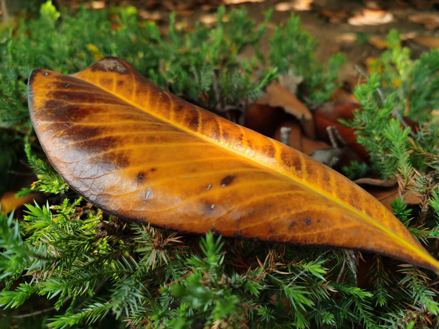 Loquat