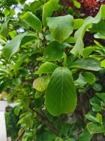 Cultivation methods and precautions of lotus Magnolia