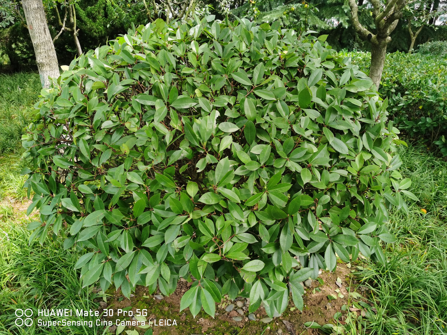 Chinese photinia