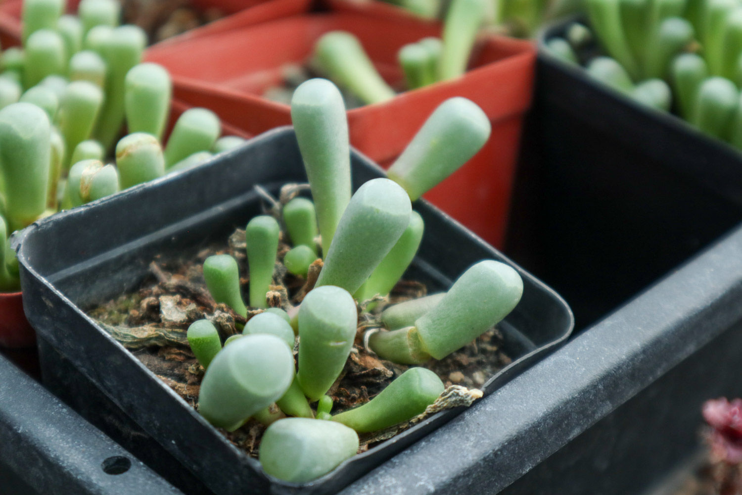 Fenestraria aurantiaca 