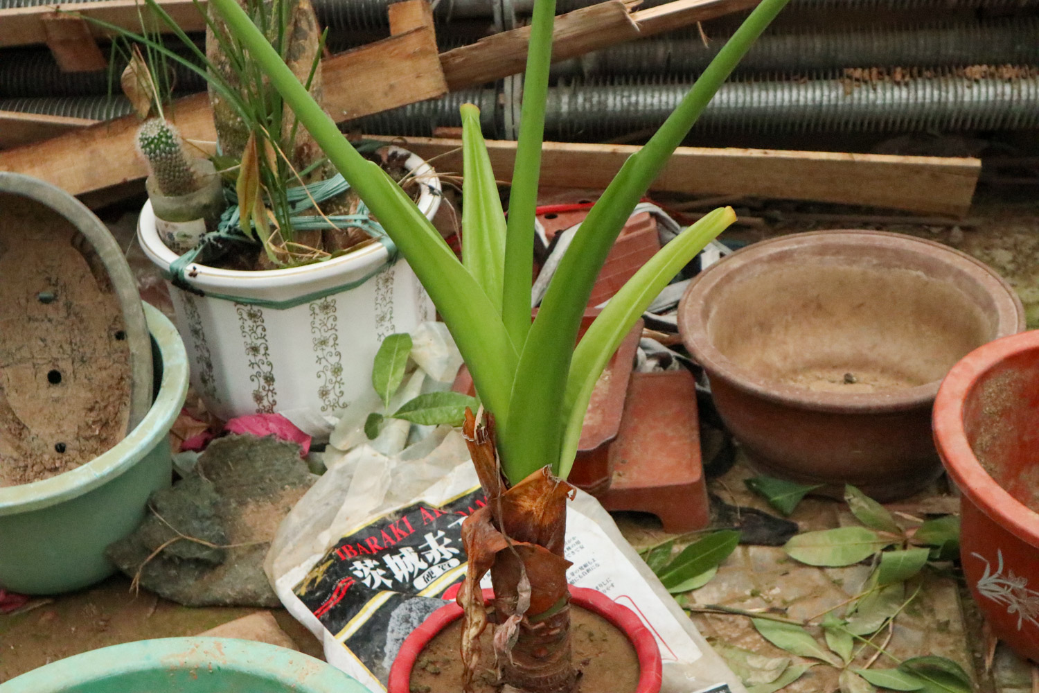 Alocasia macrorrhiza